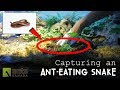 Capturing An Ant-Eating Snake