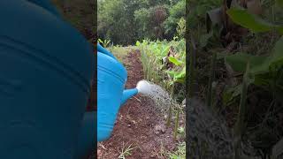 Galanga plants watering