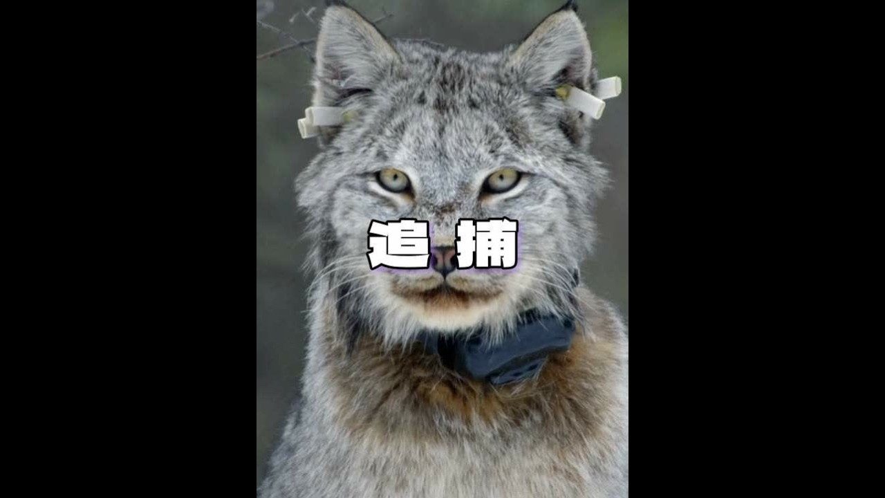 《加拿大育空地区狩猎记》号称大脚怪的猞猁，到底有多依赖白靴兔 #猞猁 #猞猁猫 #猞猁叫声 #加拿大猞猁 #动物世界 - YouTube