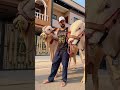 Rajab Family Cow and Goat #rajabfamily #rajabfamily #love