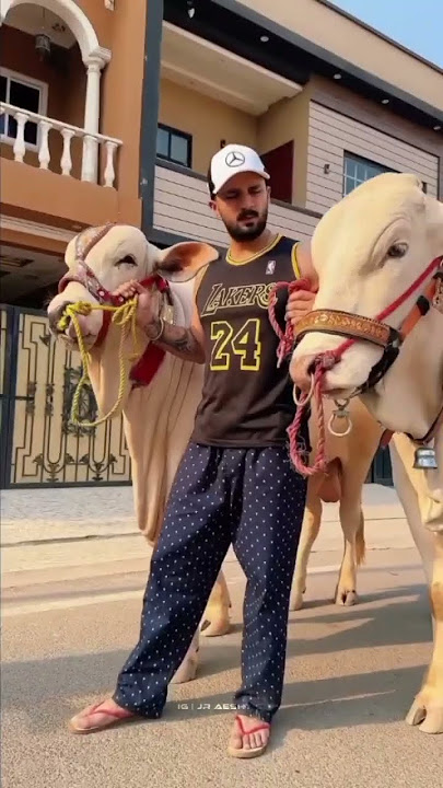Rajab Family Cow and Goat #rajabfamily #rajabfamily #love