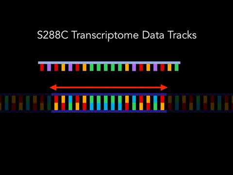 SGD Help: S288C Transcriptome Data Tracks in JBrowse