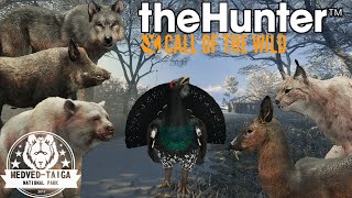 Medved Taiga Story Albino Brown Bear and More! theHunter: Call of the Wild! Medved Taiga!