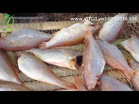 Video Cách chế biến cá phèn hồng | Cá Phèn hồng câu 1 nắng... - youtube