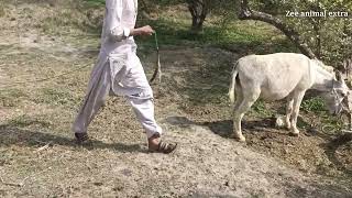 Amazing video horse and donkey funny moment