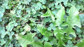 Löwenzahn Bekämpfen - Tipps Anleitung