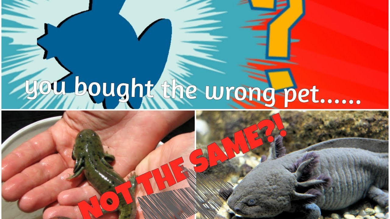Axolotls Are Illegal In These States Youtube Axolotls Are Illegal In These States Youtube