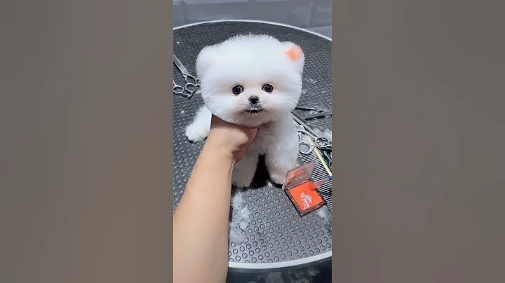 Mini Pomeranian Dog - Funny And Cute  Pomeranian Videos | Funny Puppy Videos #7 - DayDayNews
