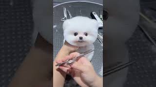 Mini Pomeranian Dog - Funny And Cute Pomeranian Videos | Funny Puppy Videos #7