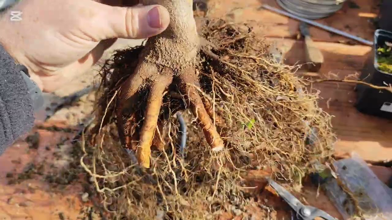 Trasplante y evolución arcer buergerianum 2026