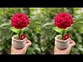 Crochet Beautiful Rose Flower Pot Step By Step Ll Crochet Pot With Flowers Ll