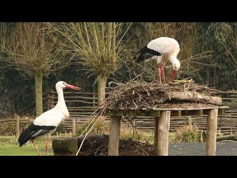 Video: Storchennest. Wo und wie bauen Störche ihre Nester?