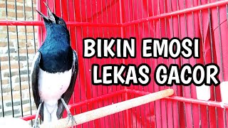 BIKIN EMOSI LEKAS GACOR PASTI NYAUT LANGSUNG ON !! PANCINGAN KACER GACOR JAMIN NYAUT