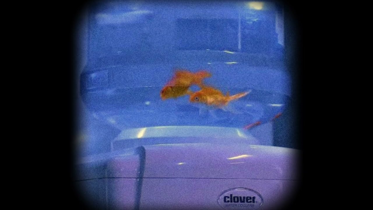 [FREE] Slimka Type Beat  - "FISH 'N' DRIP" (prod. duhJO)