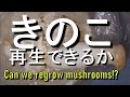買ってきたキノコの再生はできるか　Can we regrow mushrooms?