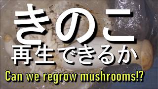 買ってきたキノコの再生はできるか　Can we regrow mushrooms?