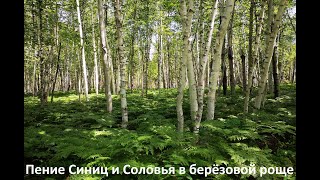 Пение Синиц и Соловья в берёзовой роще