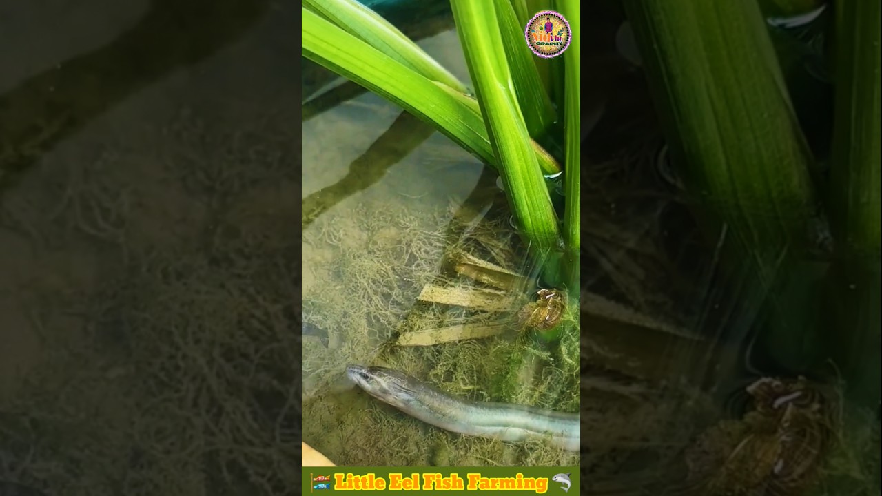 Little Eel Fish Farming 🦈 Fish Video 🐠 Fish Farming Video 🎏 