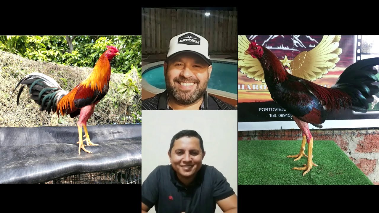 Hablemos de Gallos Orientales con Dury Fernández 