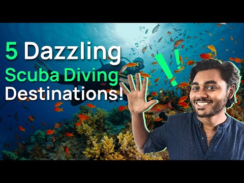 From vibrant reefs to unique marine life: Your guide to 5 amazing scuba diving destinations