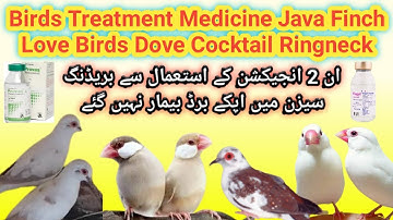Java Finch Treatment Medicine | ان 2 انجیکشن کے استعمال سے بریڈنگ سیزن اپکے برڈ بیمار نہیں  ہونگے