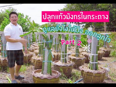 ปลูกแก้วมังกรในกระถาง ดูแลอย่างไร ให้ออกลูกไว Part 2 Kennydragonfruit