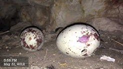 Baby Vulture Hatching!