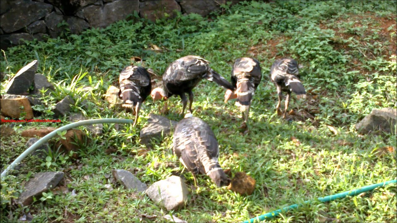 video phone beyonce mp3 Turkey birds eating grass