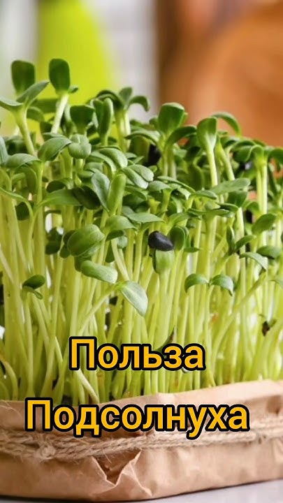 микрозелень подсолнуха #микрозелень #подсолнух #подсолнечник #здоровье ...