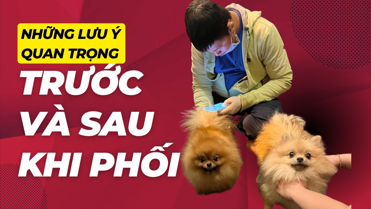 Những việc cần làm cho chó cái trước và sau khi phối... - youtube
