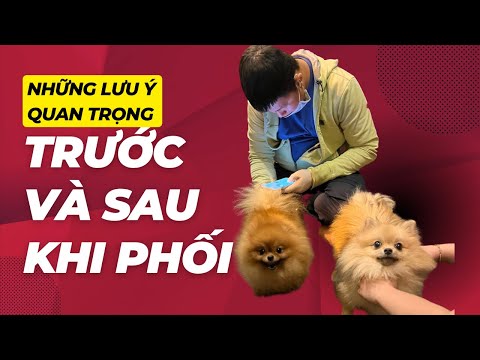 Video Những việc cần làm cho chó cái trước và sau khi phối... - youtube