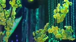 Cảm ơn hoàng hải bôlêrô