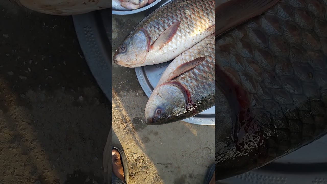 Kitna Bara Machli Hai 