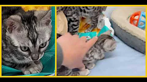 Video 10125701: silver bengal kitten