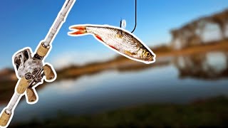 Using Live Bait To Catch Giant Bass