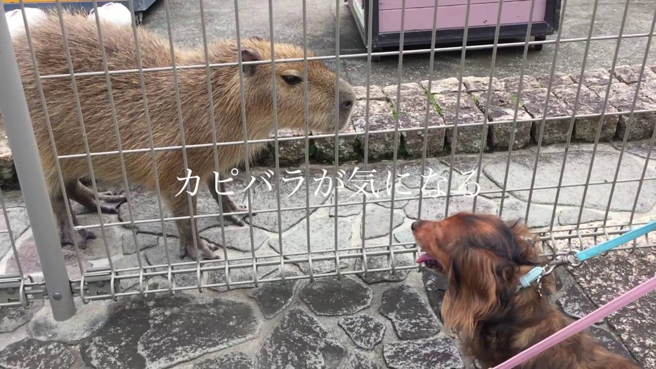 犬と一緒に入れる動物園 アニマルキングダム Youtube