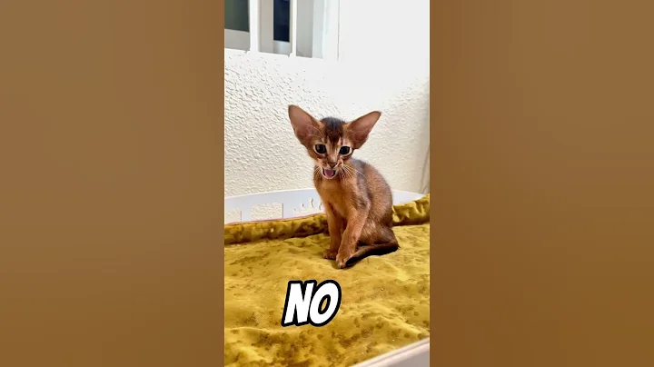 Video 4909301: abyssinian kitten animals cat, abyssinian cat cute kitten, purr kittens cat, cat abyssinian animals funny, abyssinian cattery, pets