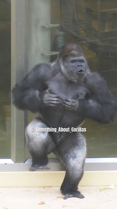 Huge Silverback Gorilla Vocalization & Massive Chest Beating!! #gorilla #shabani