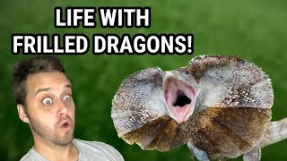 Life With FRILLED DRAGONS!