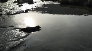 Daisy At Cow Castle Simonsbath 24Th Feb 2019