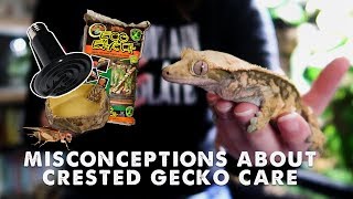 IS OUR CRESTED GECKO CARE WRONG? Impaction, Heating & More!