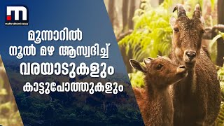 ലോക്ക്ഡൗണില്‍ പ്രകൃതി തിരിച്ചുപിടിച്ച് മൂന്നാറിലെ വന്യമൃഗങ്ങള്‍ | Mathrubhumi News