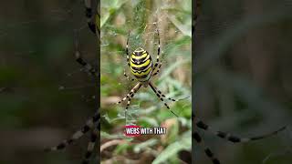 Fabulous Wasp Spider! #waspspider #spiders #spider #ukwildlife #nature #wildlife