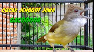 Masteran Burung CUCAK JENGGOT  FULL MBESET KASAR || Cucak jenggot betina