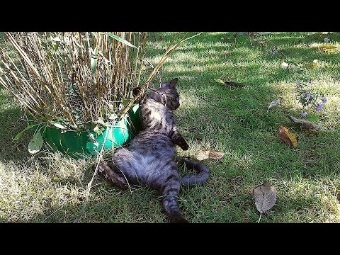 Wideo: Guz Tkanki Tłuszczowej (łagodny) U Kotów