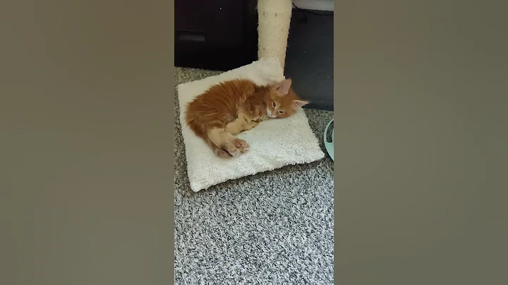 Watch the video about Red Maine Coon kitten sleeping #mainecoon #kittens #mainecooncat #mainecoonsmk #mainecoonkittens