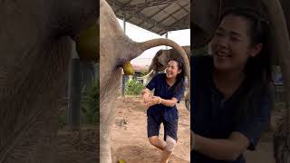 Nong Metta Gives Good Luck To Mother. #มาแรง #ช้างแสนรู้ #Elephant