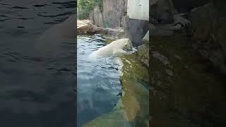 Eisbär im Zoo Schönbrunn, Vienna