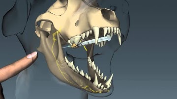 Inferior Nerve Block in Canines