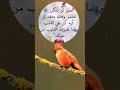 دعاء  عبد الكريم موهيوب  اللهم يا غفار الذنوب  دندنها